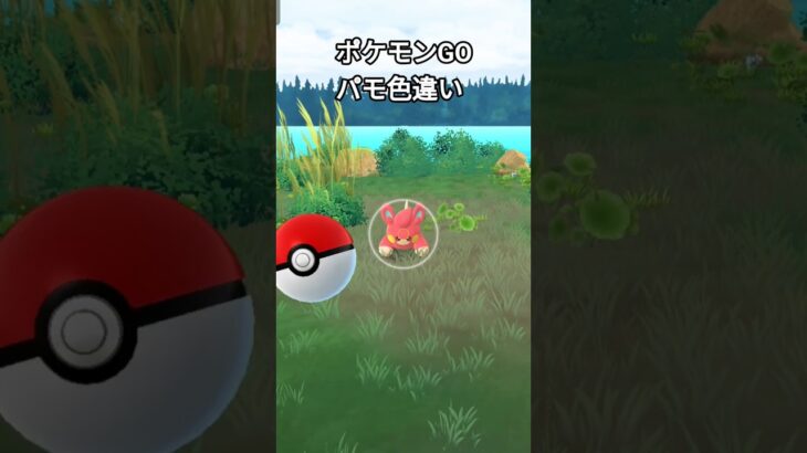 ポケモンGOパモ色違い#ポケモンgo
