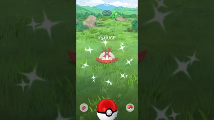 This SHINY Wimpod is HUGE!! – Pokemon GO #shorts #pokemon #pokemongo