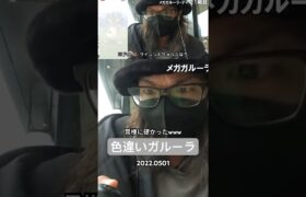【レイドデイ】あ！色違いのガルーラがとびだしてきた！#ポケモンgo #色違い #ガルーラ #shorts