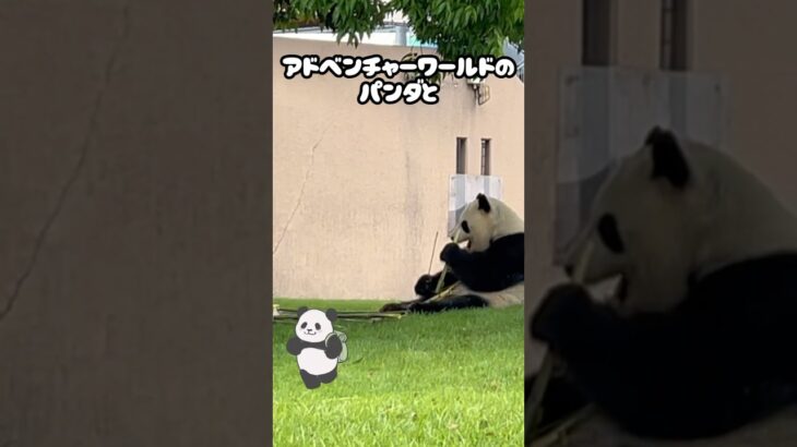 ポケモンgoアドベンチャーワールドのパンダ可愛すぎた。ww#ポケモン #ポケモンgo #パンダ #shorts #panda #pokemon
