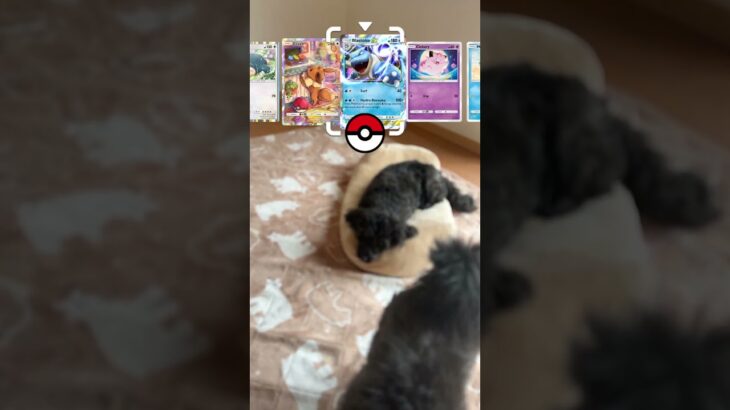 なんコレ？ポケモンのスクリーン#youtube #youtubeshorts #ポケモン #pokemon #犬